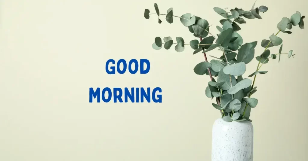 morning morning