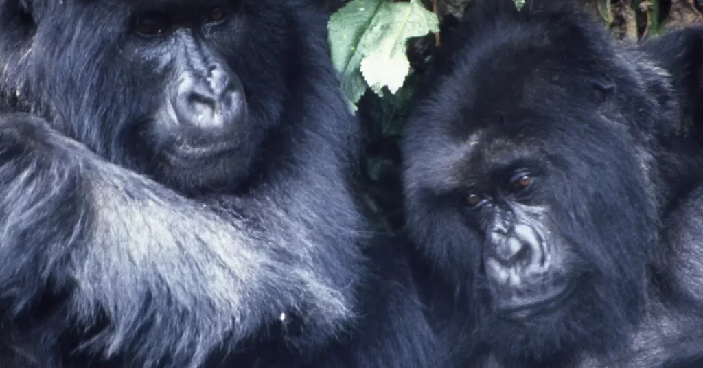 gorillas gorillas